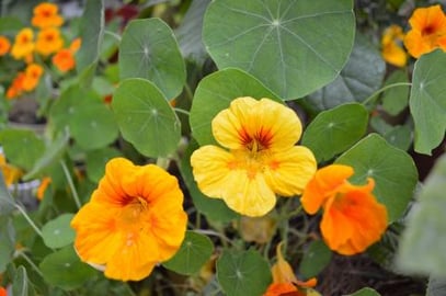 How to Blanch Nasturtium Leaves: Cooking with Kimberly