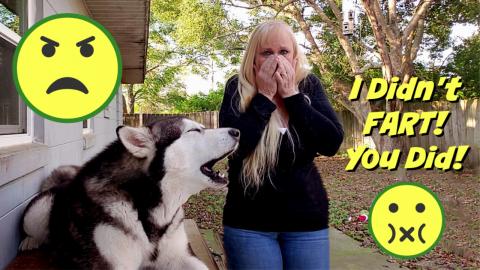 Malamute Farts While Singing | Denies It And Blames His M...