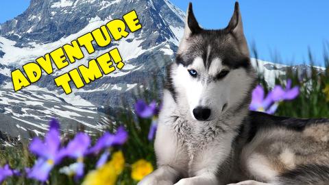 Adventure Huskies Visit the Old Quebec City Zoo!