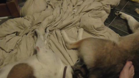 Wolf the Husky & Snuggling Lilly