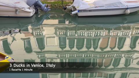 3 Ducks in Venice, Italy