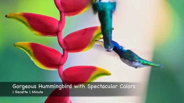 Gorgeous Hummingbird with Spectacular Colors (shorts)