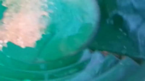Panning for Gold with Felix Paydirt Free Samples 