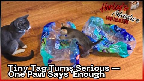 Cat's Bag Tag Game Ends with a Surprise Bop! 