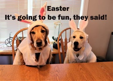 Dogs Turn Into Easter Bunnies! Happy Easter!