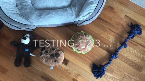 Golden Retriever Toy Test 