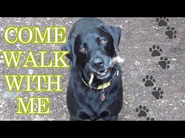 Percy the Labrador's Favourite Afternoon Walk