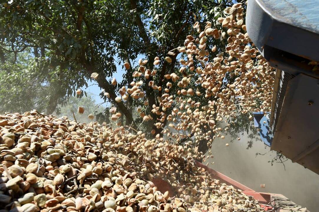 San Joaquin Valley almond growers harvest what is expected to be ...