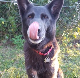 Cute Shepherd Looking For Her Friends | Woo's Head Tilts