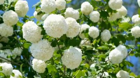 The flowers is beauty- amazing song