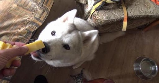 Cheese, never enough cheese for a Husky