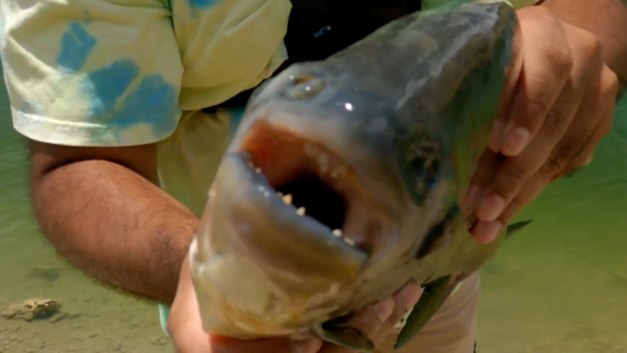 Pacu, the piranha's vegetarian relative, found in North Miami Beach ...