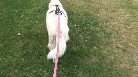 Old Husky now hurt her back leg