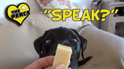 Trying to to teach our Labrador to speak.