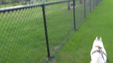 Quick dog park visit with the Huskies