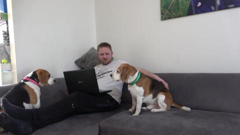 Funny Dogs Want Attention When Owner Using Laptop