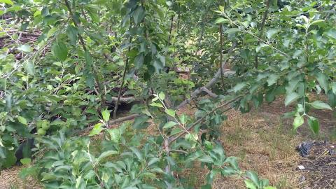 Apple tree ! 