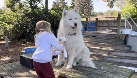 How Did a Toddler Vacuum a Husky? Is the Husky Broken 