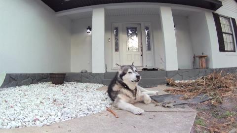 Malamute Puppy Howls With His Dad