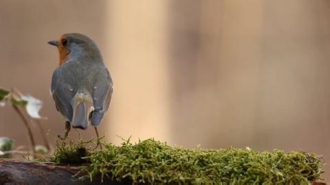 Cute birds beauty of the Nature _ #Animal, #birds # Natur...