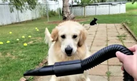 Golden Retriever Dogs Attack Blow Dryer In Slow Motion!