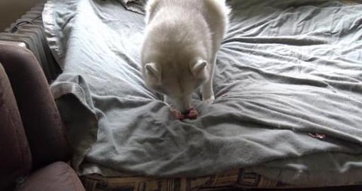 Tasty bones for lunch & visiting Husky friend