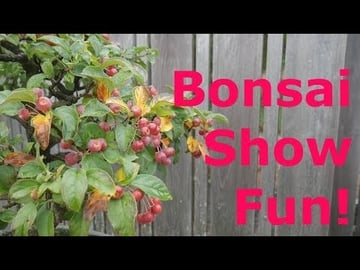 Bonsai Tree Show - Relax