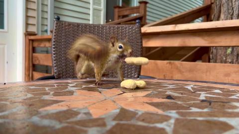 A Nutty Good Time with the Little Red Squirrel (shorts)