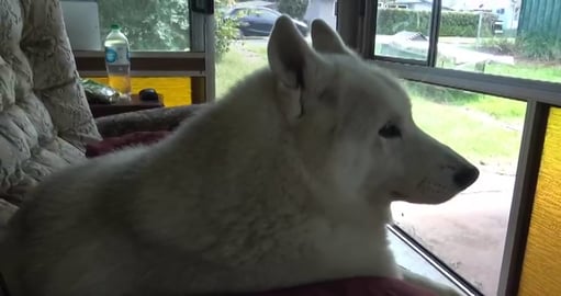 Tikaani's Husky history on paper