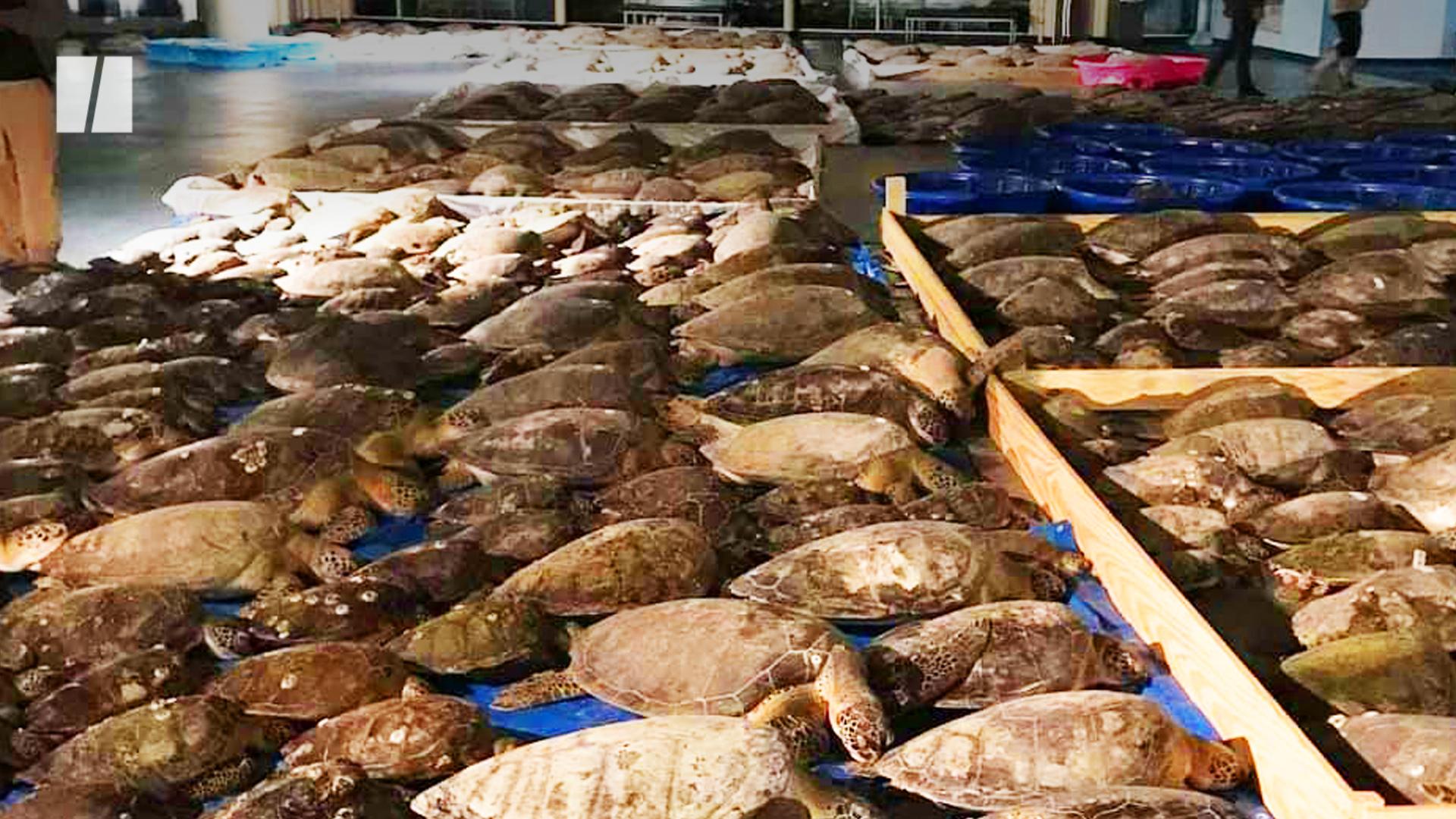 Sea Turtle Will Return To Texas After Washing Up In Wales | HuffPost Impact