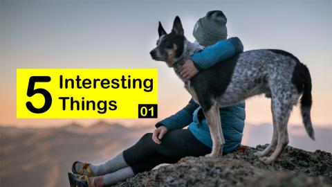 Your Dog May Become Jealous Of Another Dog - Five Interes...