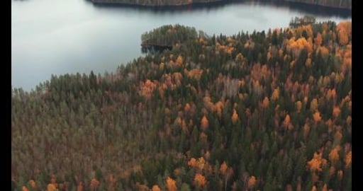 Beautiful Forest Nature Relaxation 4K Video With Relaxing...