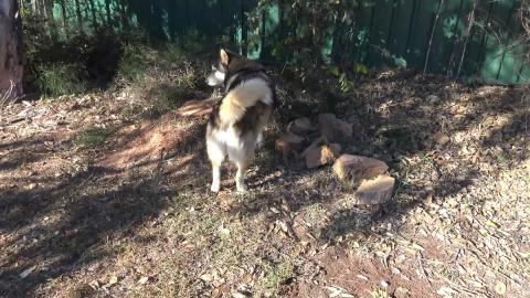 Daddy destroys malamute pee pole & husky want to play