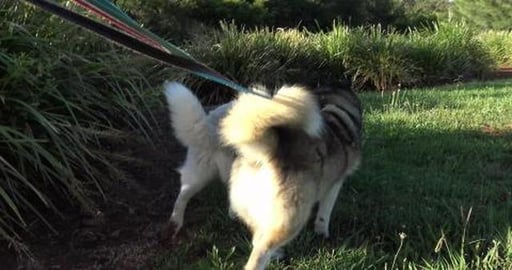 No Malamute Nala but we got to meet lots of dogs