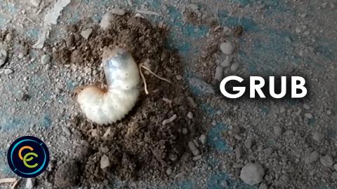 Grub or Beetle larva