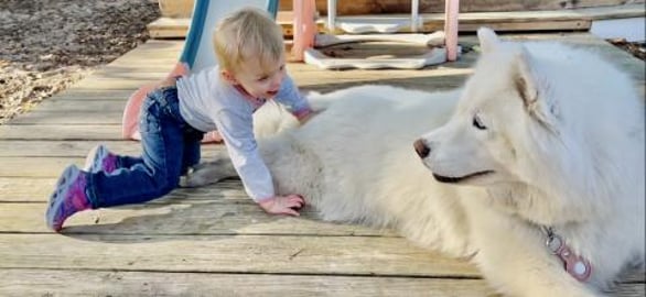 Husky Is The Best Babysitter 