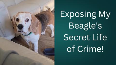 Exposing My Beagle's Secret Life of Crime! (Funny!)