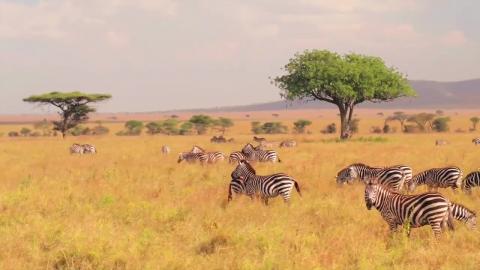 Wildlife Animals _ Safari Moments _ Forest _ 2024