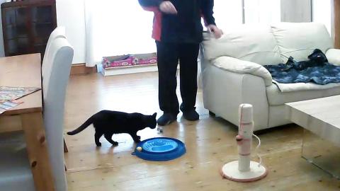 Kitten Luna Waiting For me to Play
