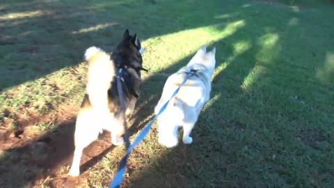 Walkies and husky puppy can’t wait for dinner