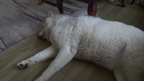 Tired Husky after 3am walk & thirsty Guinea Pig