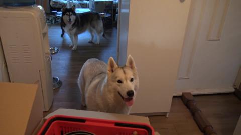 It's a disaster with French toast thankfully Husky's thin...