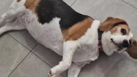Beagles Doing Tricks They Hate: The Most Funny Dog Video ...
