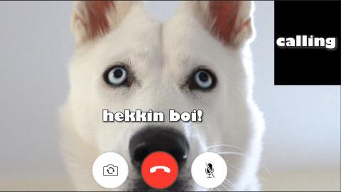 My Dog want some Waffles! She calls her friend Keyush for...