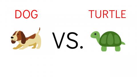 Dog vs Turtle- My Guard Dogs