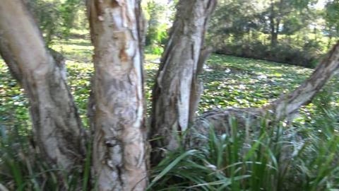 Wolf takes us for a walk with lots of flop stops (part 2)...