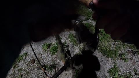 Wild Outdoors 2