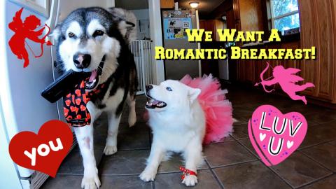 Malamute & Husky Search YouTube For Valentines Breakfast