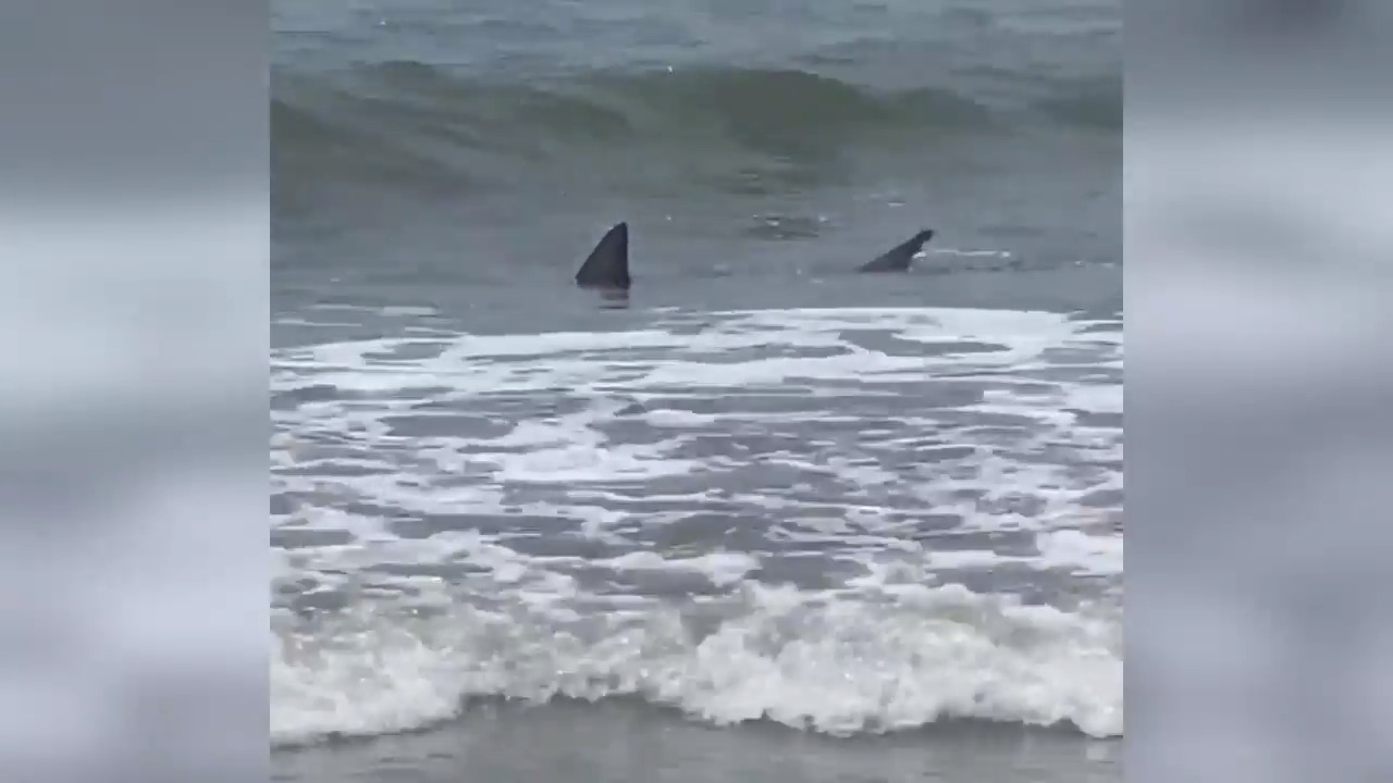 Shark spotted swimming at Hilton Head SC Coligny Beach | Hilton Head ...