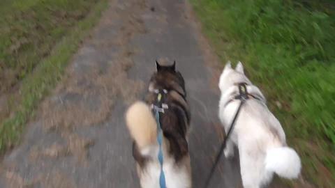 Malamute & Husky walkies between swamp & housing estate